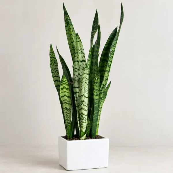 Buy Green Snake Plant Online At Nursery Nisarga