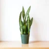 Buy Green Snake Plant Online At Nursery Nisarga