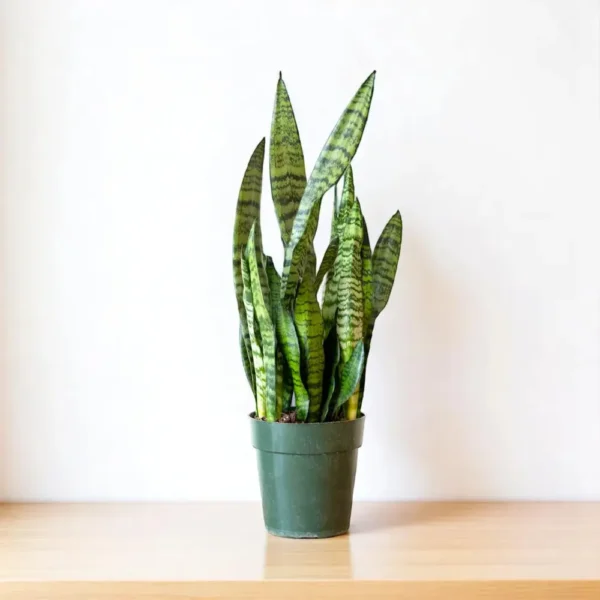 Buy Green Snake Plant Online At Nursery Nisarga