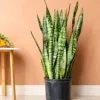 Buy Green Snake Plant Online At Nursery Nisarga