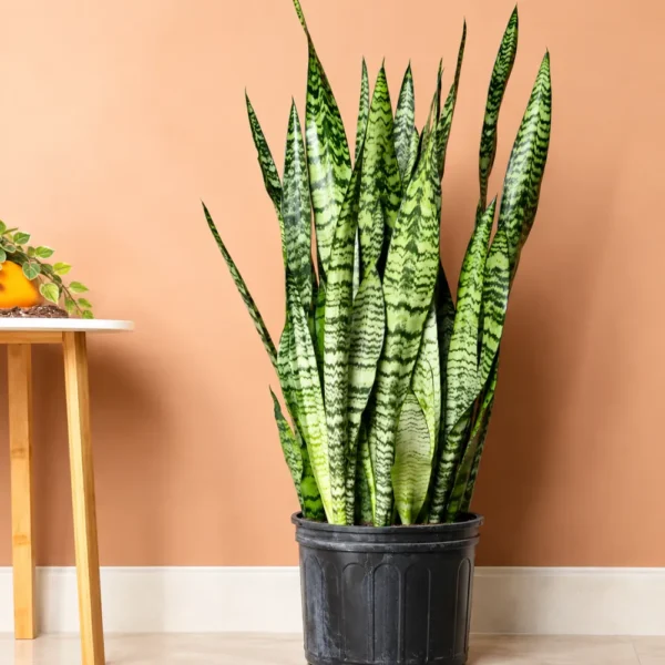Buy Green Snake Plant Online At Nursery Nisarga