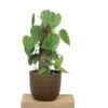 Buy Heartleaf Philodendron Plant with Coir Stick from nursery nisarga