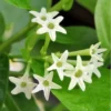 Buy Raat Rani plant - online at Nursery nisarga