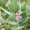 Calotropis gigantea Plant