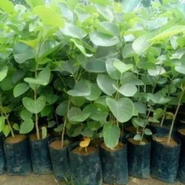 Buy Lal Chandan Plant - Onlian at Nursery nisarga