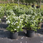 Downy Jasmine Plant