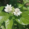 Buy Arabian Jasmine plant - Nursery nisarga