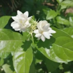 Buy Arabian Jasmine plant - Nursery nisarga