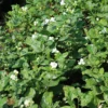 Arabian Jasmine plant