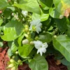 Arabian Jasmine plant