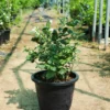 Arabian Jasmine plant