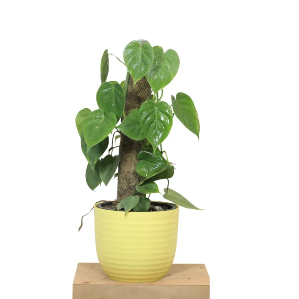 Buy Heartleaf Philodendron Plant with Coir Stick from nursery nisarga