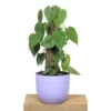 Buy Heartleaf Philodendron Plant with Coir Stick from nursery nisarga