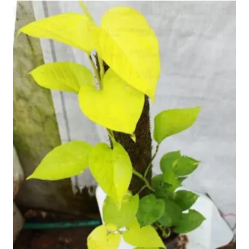 Buy Golden Money Plant , Nursery Nisarga