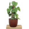 Buy Heartleaf Philodendron Plant with Coir Stick from nursery nisarga