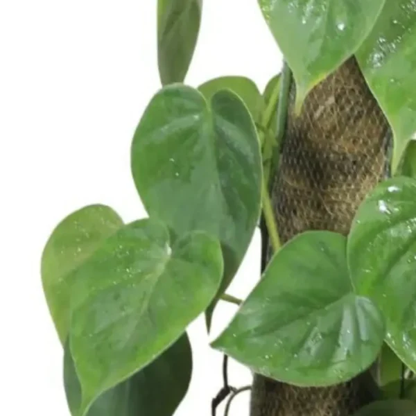 Buy Heartleaf Philodendron Plant with Coir Stick - Green from Nursery Nisarga