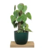 Buy Heartleaf Philodendron Plant with Coir Stick from nursery nisarga