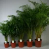 Buy Areca Palm, Dypsis lutescens - Plant from Nursery Nisarga