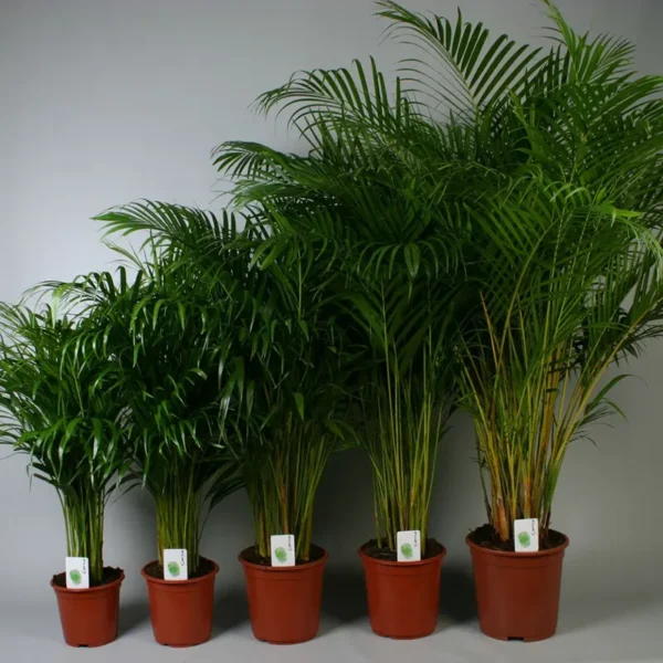 Buy Areca Palm, Dypsis lutescens - Plant from Nursery Nisarga