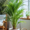 Buy Areca Palm, Dypsis lutescens - Plant from Nursery Nisarga