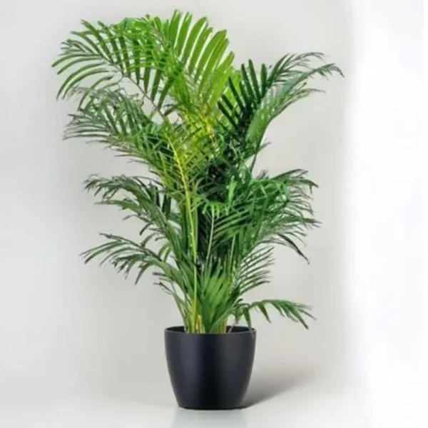 Buy Areca Palm, Dypsis lutescens - Plant from Nursery Nisarga