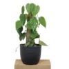 Buy Heartleaf Philodendron Plant with Coir Stick from nursery nisarga