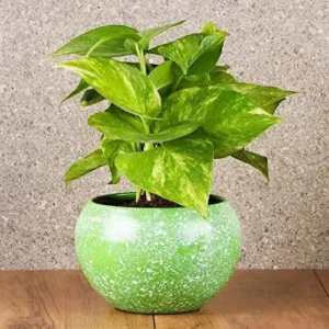 Buy Green Money Plant, Pothos | Epipremnum aureum - Plants Online