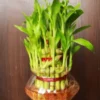 Lucky Bamboo 3 Layer