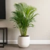 Buy Areca Palm, Dypsis lutescens - Plant from Nursery Nisarga