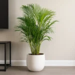 Buy Areca Palm, Dypsis lutescens - Plant from Nursery Nisarga
