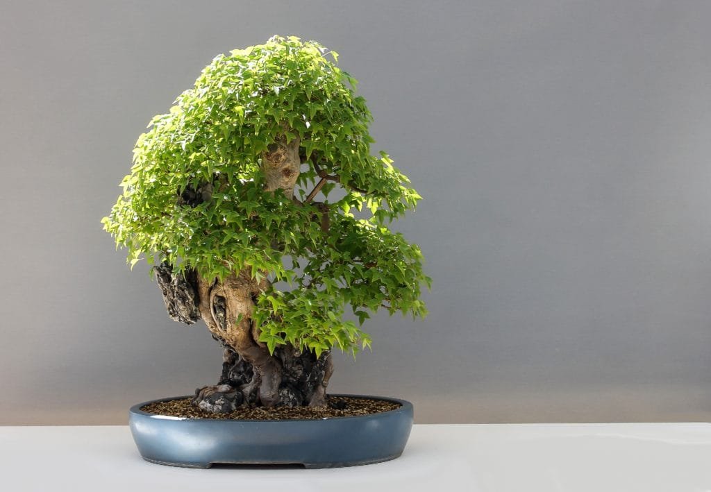 The art of creating Bonsai