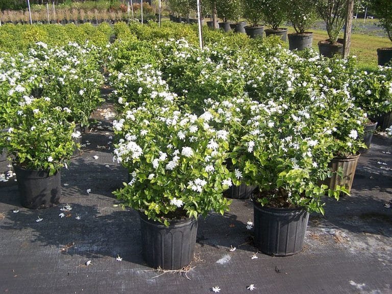 Dwarf Jasmine, Kund Nursery Nisarga