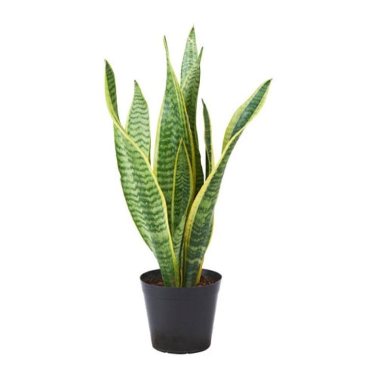 Buy Golden Money Plant Online at Nursery Nisarga the Online Nursery