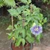 Buy Passion Flower, Krishna Kamal - Nursery Nisarga