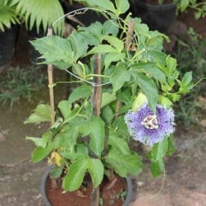 Buy Passion Flower, Krishna Kamal – Nursery Nisarga