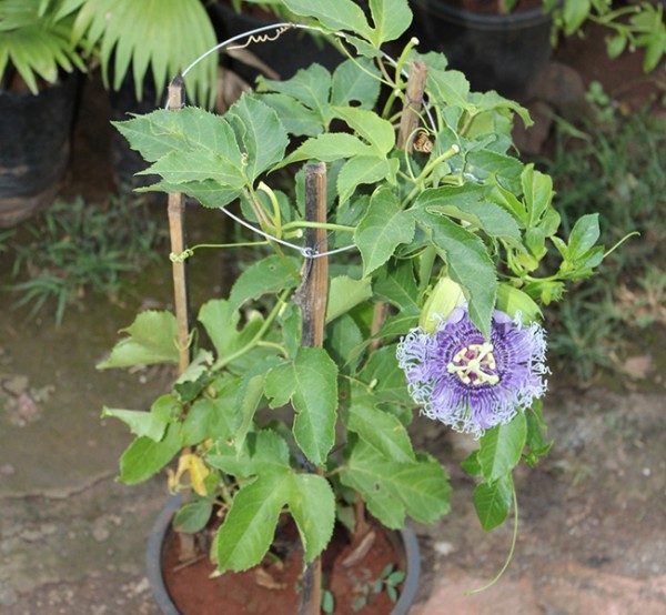 Buy Passion Flower, Krishna Kamal - Nursery Nisarga