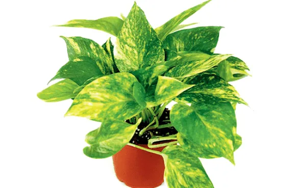 Green Money Plant