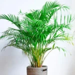 Buy Areca Palm, Madagascar Palm – Plant with Plastic pot at Nursery Nisarga