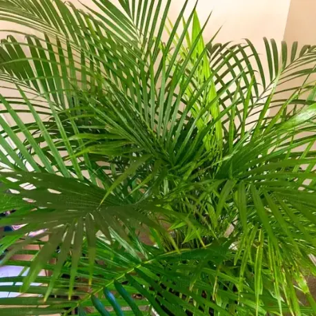 Buy Areca Palm, Madagascar Palm – Plant with Plastic pot at Nursery Nisarga