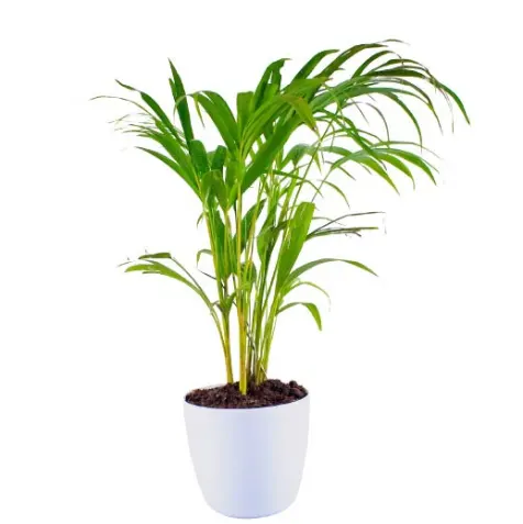 Buy Areca Palm, Madagascar Palm – Plant with Plastic pot at Nursery Nisarga