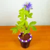 Buy Passiflora Incarnata Plant - Passion Flower, Krishna Kamal, Passiflora Blue online at Nursery Nisarga.