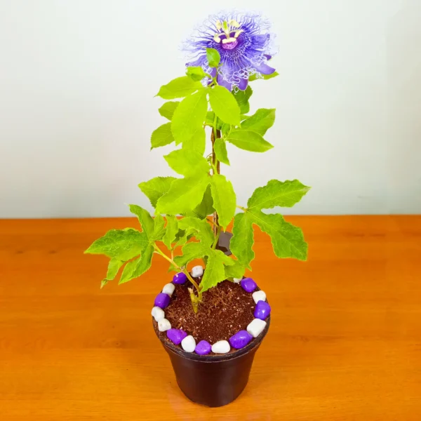 Buy Passiflora Incarnata Plant - Passion Flower, Krishna Kamal, Passiflora Blue online at Nursery Nisarga.