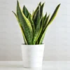 Golden Snake plant for home