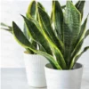 Golden Snake plant for home