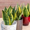 Golden Snake plant for home