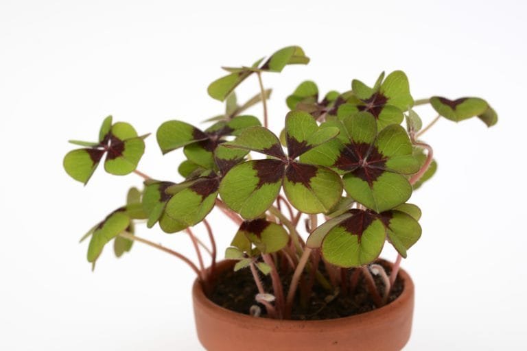 Lucky plant for Home & Home