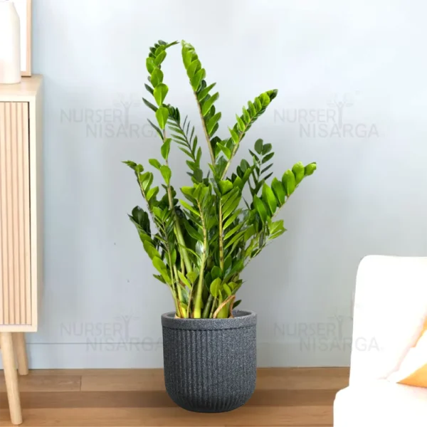 Buy ZZ Plant | Zamioculcas Zamiifolia – Plant from Nursery Nisarga