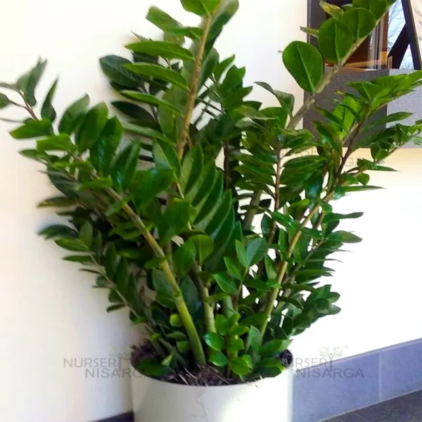 Buy ZZ Plant | Zamioculcas Zamiifolia – Plant from Nursery Nisarga