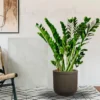 Buy ZZ Plant | Zamioculcas Zamiifolia – Plant from Nursery Nisarga