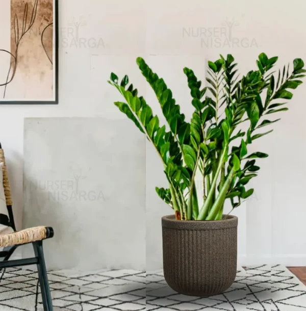 Buy ZZ Plant | Zamioculcas Zamiifolia – Plant from Nursery Nisarga